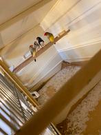 Koppel binsen astrilde en koppel zwartwang zebravinken, Meerdere dieren