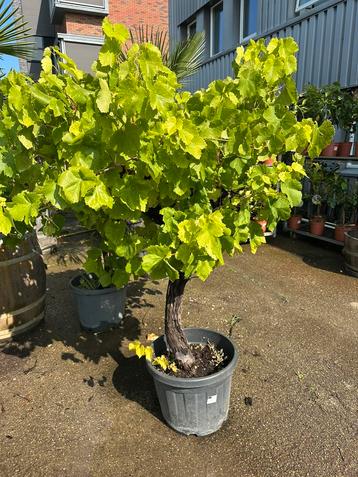 Vites druif druivenboom / druivenplant beschikbaar voor biedingen