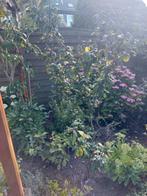 Prunus fruticans  pruim sleedoorn 5 euro, Ophalen