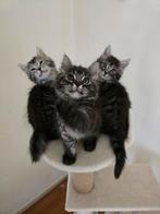 Nieuw personeel gezocht voor 3 prachtige langharige poesjes, Dieren en Toebehoren, Katten en Kittens | Overige Katten, Poes, Langharig