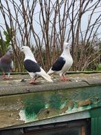 Sierduiven, Dieren en Toebehoren, Meerdere dieren, Overige soorten