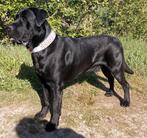 Geteste gezonde sterk bewegende elegante reu ter dekking, Dieren en Toebehoren, Rabiës (hondsdolheid), Reu, Eén hond, 3 tot 5 jaar