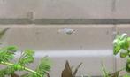 Guppies te koop, Vis, Zoetwatervis, Schoolvis