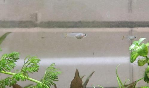 Guppies te koop, Dieren en Toebehoren, Vissen | Aquariumvissen, Zoetwatervis, Vis, Schoolvis