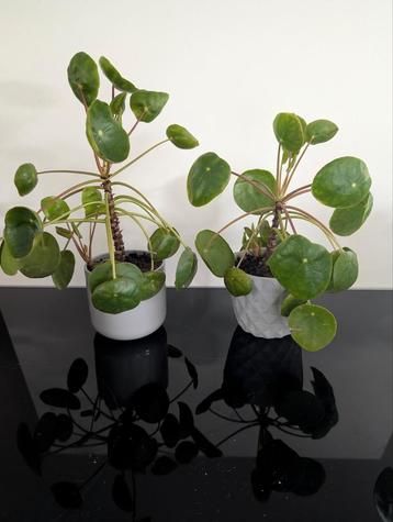 Pannekoeksplanten, plant in grijze pot beschikbaar voor biedingen