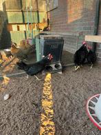 Ancona kippen, Dieren en Toebehoren, Pluimvee, Vrouwelijk, Kip