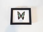Opgezette vlinder in lijst vlinder lijstje, Verzamelen, Gebruikt, Ophalen of Verzenden