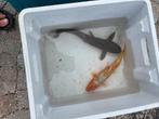 Koi karpers, Dieren en Toebehoren, Vissen | Vijvervissen, Karper of Koi