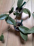 Hoya sp Rangsan, Ophalen of Verzenden, Halfschaduw, Minder dan 100 cm