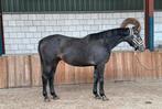 Knappe 3,5 jarige ruin v. Ghost Z x Michael Braun, Dieren en Toebehoren, Paarden, Springpaard, Gechipt, Ruin, 3 tot 6 jaar