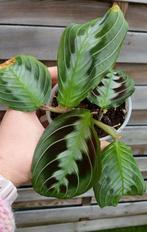 Maranta black massangeana(5leaves+1on the way), Huis en Inrichting, Kamerplanten, Verzenden