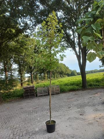 Liquidambar Worplesdon in pot beschikbaar voor biedingen
