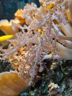 Kenia boom stekjes koralen., Overige typen, Zo goed als nieuw, Ophalen