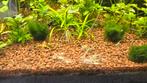 White pearl garnalen - neocaridina, Kreeft, Krab of Garnaal