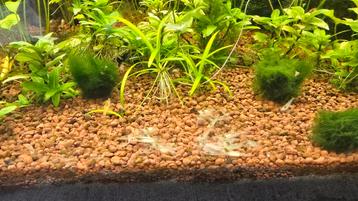 White pearl garnalen - neocaridina beschikbaar voor biedingen