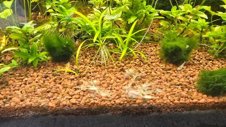 White pearl garnalen - neocaridina, Dieren en Toebehoren, Vissen | Aquariumvissen, Kreeft, Krab of Garnaal