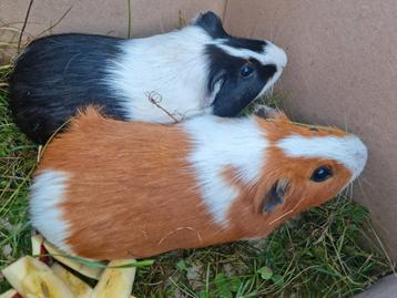 2 super knappe jonge cavia mannen - schitterende kleuren beschikbaar voor biedingen