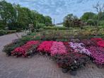 Prachtige Azalea alle soorten en kleuren op voorraad, Tuin en Terras, Planten | Tuinplanten, Vaste plant, Halfschaduw, Lente, Ophalen