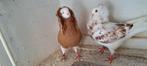 Te koop sierduiven Oudhollands kapucijnen duiven, Dieren en Toebehoren, Vogels | Duiven, Meerdere dieren, Overige soorten