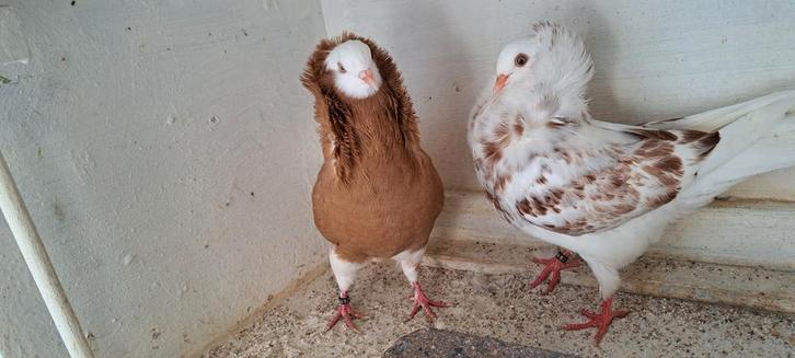 Te koop sierduiven Oudhollands kapucijnen duiven, Dieren en Toebehoren, Vogels | Duiven, Overige soorten, Meerdere dieren