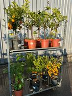 25 citrusplanten Bieden, Ophalen, Volle zon, Overige soorten