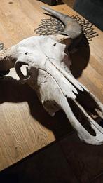 Unieke Schedel met Hoorns van waterbuffels zeer uniek, Ophalen of Verzenden