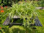 Graslelies (meerjarig, grote planten, 16 stuks), Ophalen, Zo goed als nieuw