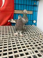 Citroen duiven, Dieren en Toebehoren, Vogels | Duiven, Meerdere dieren, Tuimelaar of Roller