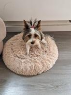 Biewer yorkshire terrier, Dieren en Toebehoren, Honden | Jack Russells en Terriërs, Yorkshire Terriër, Particulier, Rabiës (hondsdolheid)