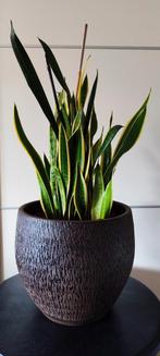 Planten, Ficus, yucca, Dracaena, Sansevieria, Lepelplant,, Huis en Inrichting, Kamerplanten, Ophalen, Ficus, 100 tot 150 cm, Halfschaduw