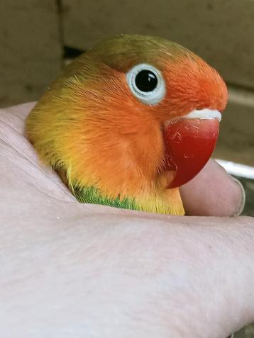 Prachtige piep jonge agapornis fisheri lovebirds wk  beschikbaar voor biedingen