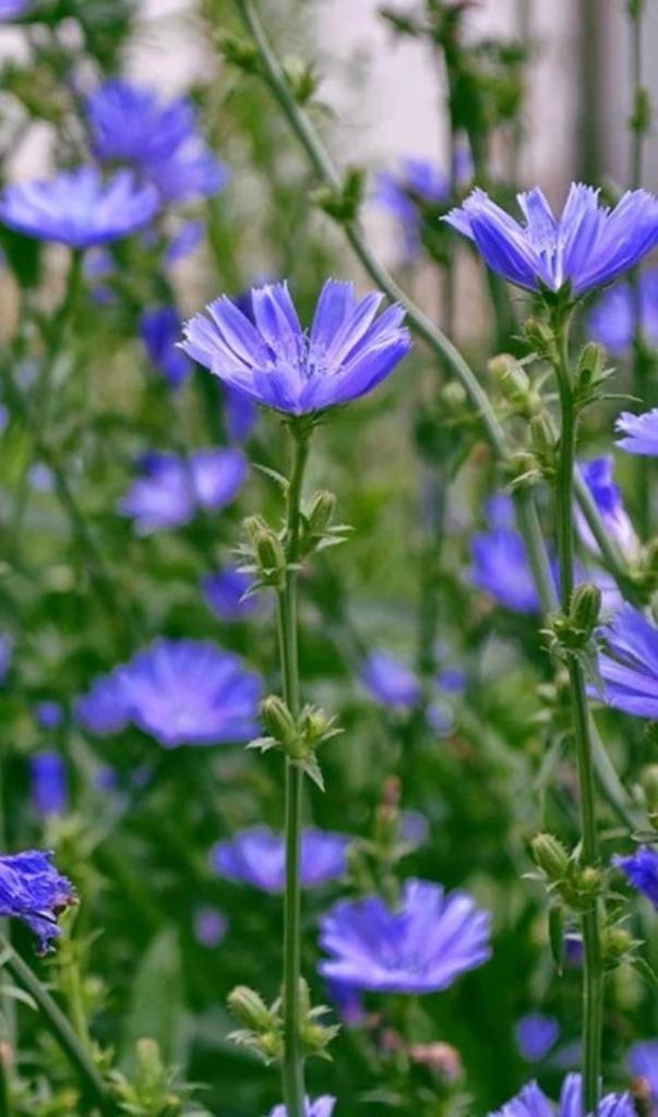 Cichorei, Tuin en Terras, Bloembollen en Zaden, Zaad, Voorjaar, Volle zon, Ophalen of Verzenden