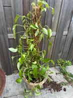 Epipremnum in rietenmand, Ophalen, Vaste plant, Bloeit niet, Halfschaduw