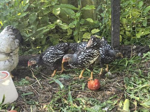 Amrocks kippen – 5 à 6 weken oud – 2 hennen en 2 hanen, Dieren en Toebehoren, Pluimvee, Kip, Meerdere dieren
