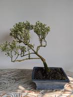 Serissa Variegata Bonsai, Tuin en Terras, Planten | Bomen, Bloeit niet, Halfschaduw, Minder dan 100 cm, Overige soorten