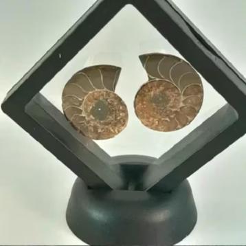 Ammoniet fossiel paar in floating display beschikbaar voor biedingen