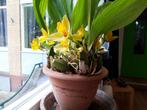 Grote orchidee Lycaste aromatica. Losse bulben te koop., Huis en Inrichting, Bloeiende kamerplant, Ophalen of Verzenden, Halfschaduw