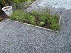 12 grote Lavendel, Tuin en Terras, Planten | Tuinplanten, Ophalen of Verzenden