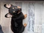 Lieve pup van bijna 4 maanden, Dieren en Toebehoren, Honden | Niet-rashonden, Rabiës (hondsdolheid), 15 weken tot 1 jaar, Teef