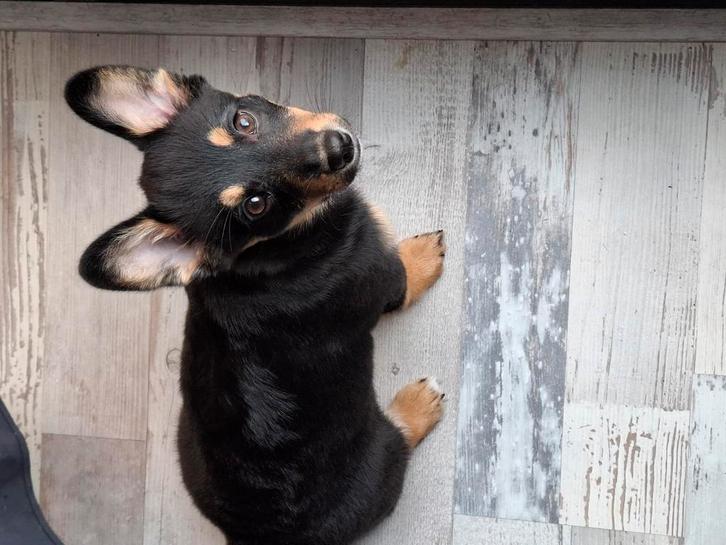 Lieve pup van bijna 4 maanden, Dieren en Toebehoren, Honden | Niet-rashonden, Klein, Teef, Particulier, Eén hond, Nederland, 15 weken tot 1 jaar