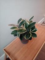 Hoya australis queen klimplant 30cm, Huis en Inrichting, Kamerplanten, Ophalen, Overige soorten, Halfschaduw, In pot