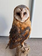 Zeer nette opgezette kerkuil, Ophalen, Zo goed als nieuw, Vogel, Opgezet dier