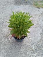 Lobelia, Ophalen of Verzenden, Zomer, Overige soorten, Volle zon