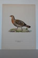 AUERHOEN VROUWTJE VOGEL TETRAA UROGALLUS Mooie Litho VC1, Verzenden