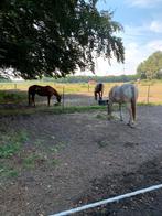 Verzorgpony/paard, pensionstal, Weidegang, 1 paard of pony