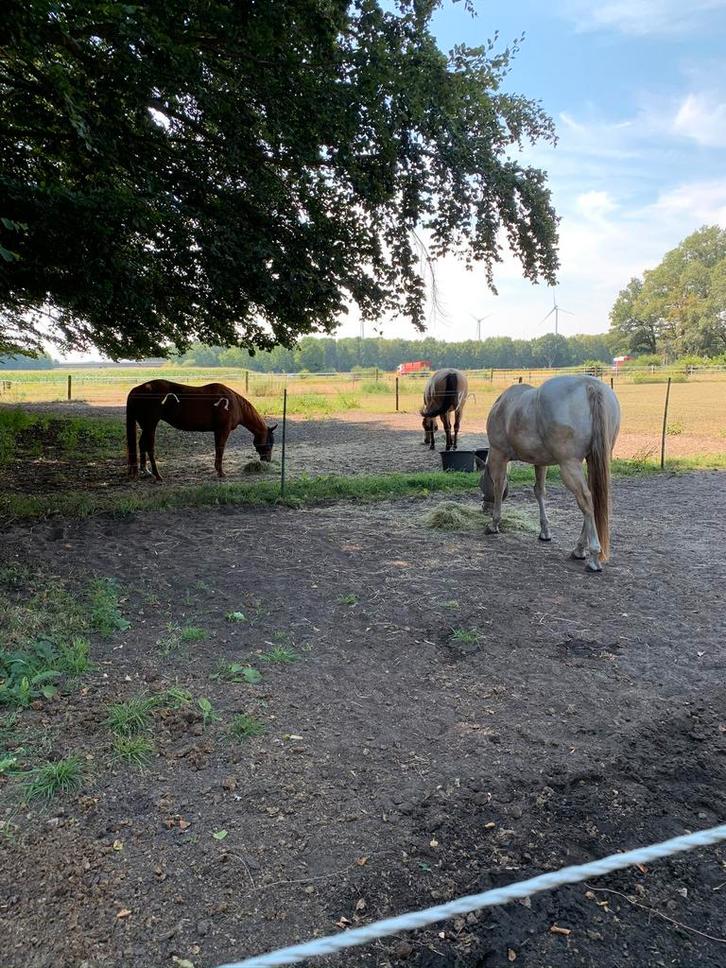 Verzorgpony/paard, pensionstal, Dieren en Toebehoren, Stalling en Weidegang, Stalling, Weidegang, 1 paard of pony