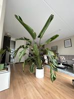 Strelizia kamerplant, 210 cm hoog, inclusief pot, Huis en Inrichting, Kamerplanten, Overige soorten, Halfschaduw, In pot, 200 cm of meer