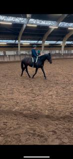 Verzorger aangeboden, verzorgpony gezocht, Ophalen of Verzenden