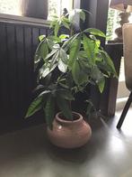 Stenen pot met vingerplant, Huis en Inrichting, Ophalen of Verzenden, Halfschaduw