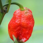 15 Trinidad Moruga Scorpion pepper seeds, Tuin en Terras, Bloembollen en Zaden, Ophalen of Verzenden